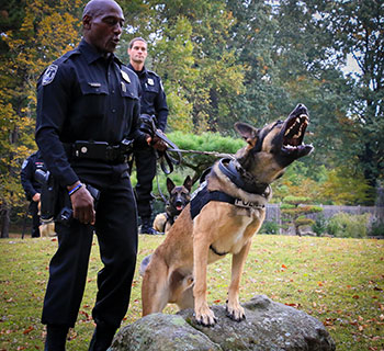 k9-barking